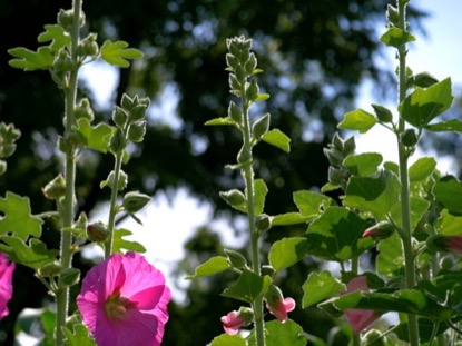 BLOOMS AND SKY CINEMAGRAPH