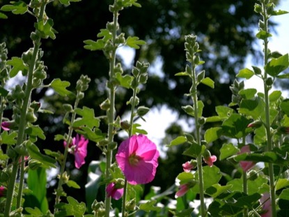 BLOSSOMS CINEMAGRAPH