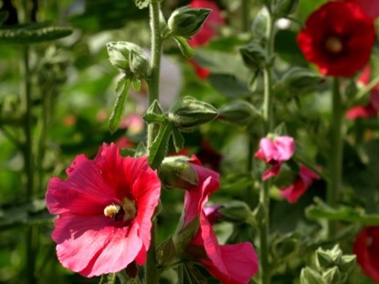 BUG IN BLOOM CINEMAGRAPH