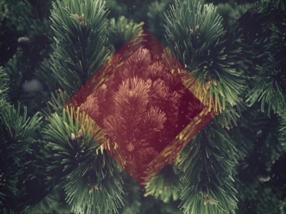 CHRISTMAS FOREST 05