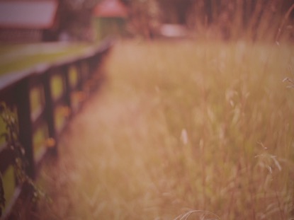 FALL FIELD 1