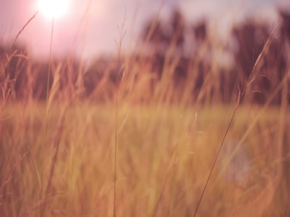 FALL FIELD 2