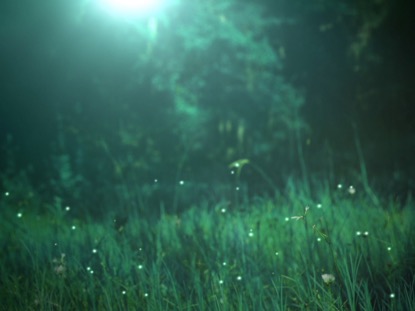 FIREFLY 4