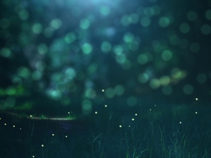 FIREFLY 6