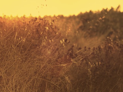 SUNNY FIELD 1
