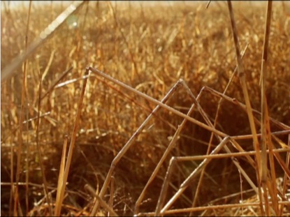 WHEAT