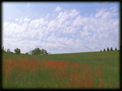 FIELD