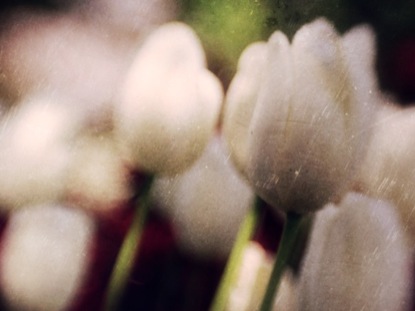 FLOWERS 5