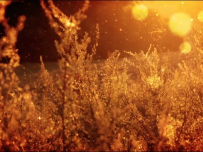 AUTUMN WEEDS