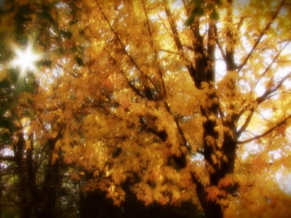 FALL SUNSHINE