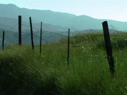 GRASS AND FENCE