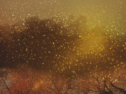 SNOWY NIGHT GOLD