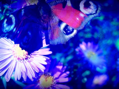 FLOURISH 3