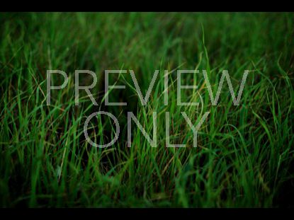 GREEN GRASS