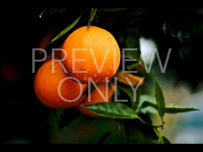 ORANGES