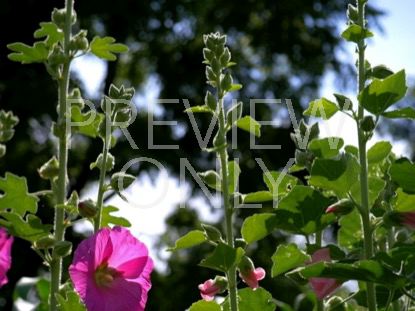 BLOOMS AND SKY