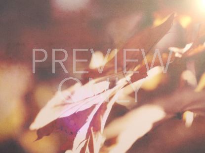 AUTUMN LIGHT 02
