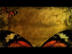 BUTTERFLY
