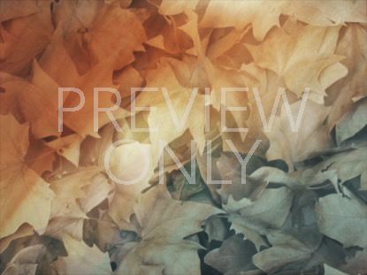 FALLEN LEAVES 02
