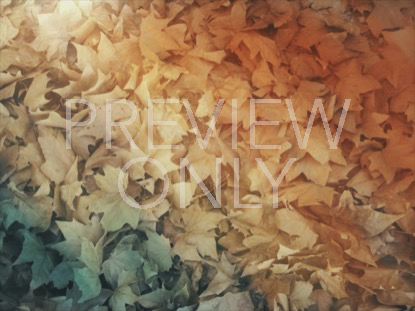 FALLEN LEAVES 04