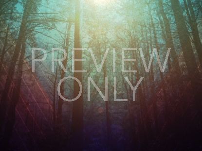 FALL FOREST 01
