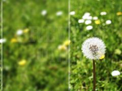 GREEN GRASS 2