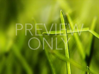 CROSS IN THE GRASS