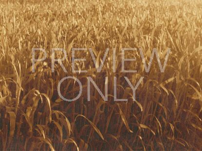 GOLDEN HARVEST FIELD-STILL