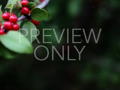 HOLLY BRANCH LEFT SNOW