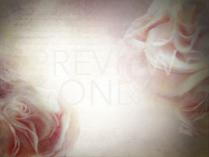 ROSES PINK STILL