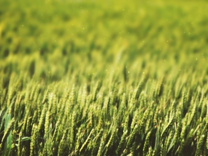 WHEAT FIELD GREEN