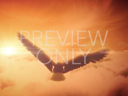 BALD EAGLE SOARING CLOUDS STILL