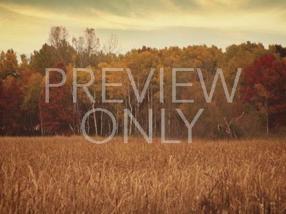 FALL COLORS TALL GRASS