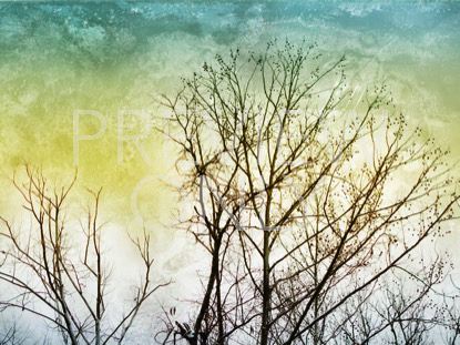 TREELINE STILL