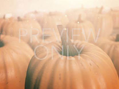 PUMPKIN PATCH