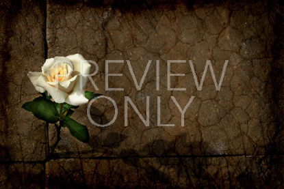 ROSE 2