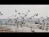 Birds And Flowers | The Inspire Collective | Preaching Today Media