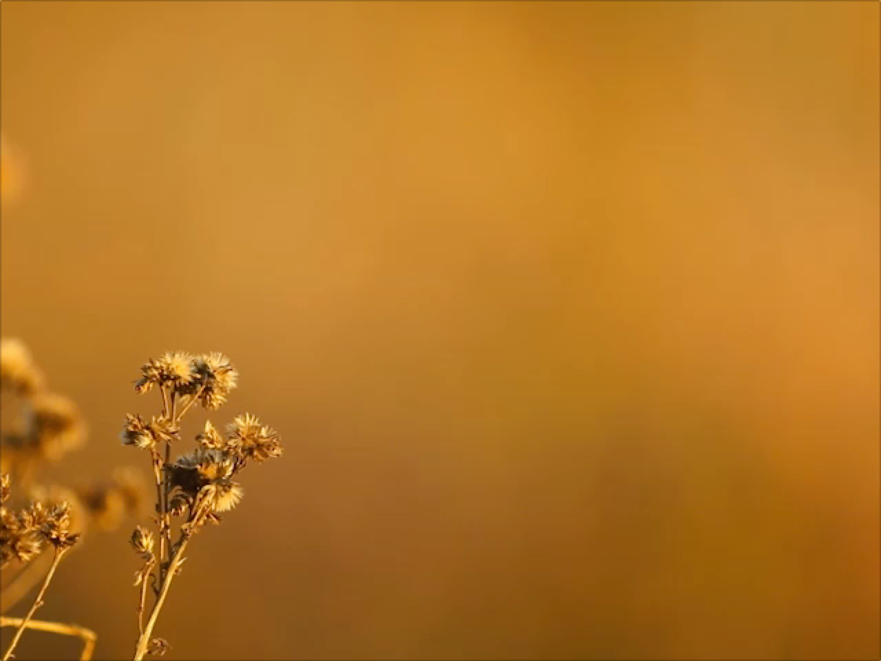 Orange Dry Flower With Shallow Focus | Music Truth | Preaching Today Media
