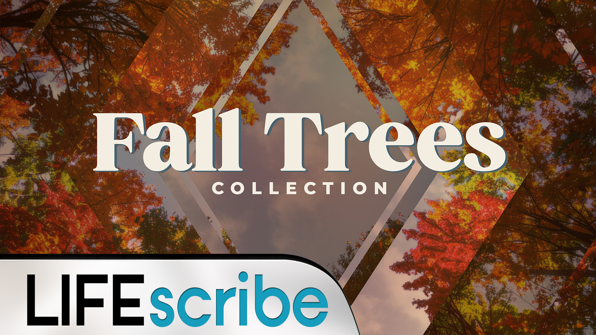 FALL TREES COLLECTION