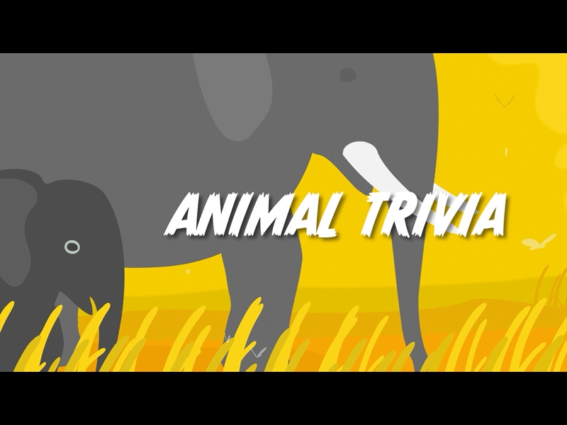 ANIMAL TRIVIA COUNTDOWN