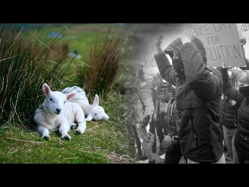 PEACE IN THE MIDST OF CHAOS (PSALM 23)