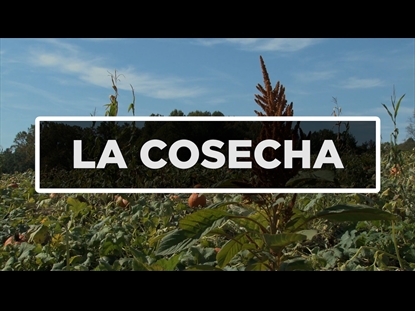 LA COSECHA