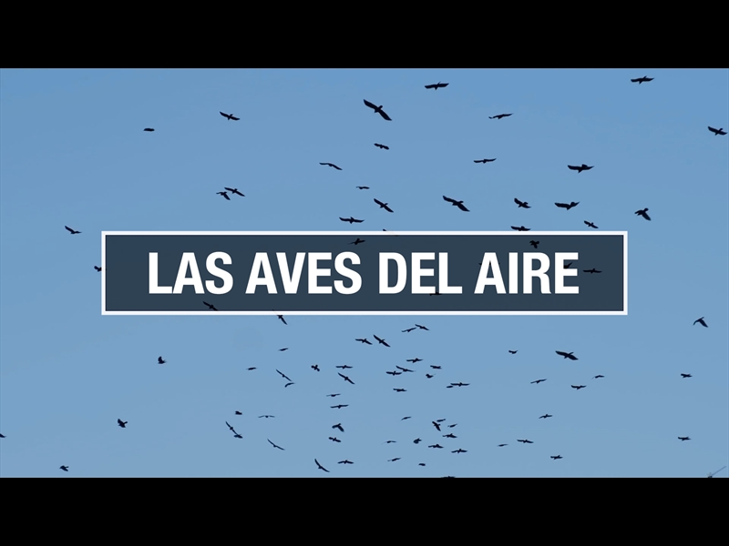 LAS AVES DEL AIRE