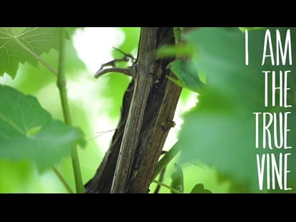 THE TRUE VINE