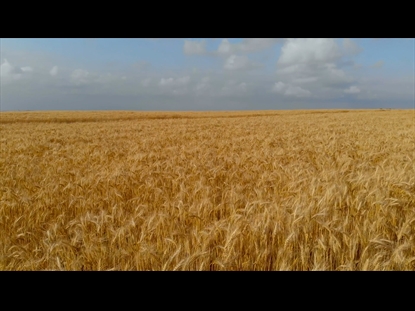 TITLE: DAMOS GRACIAS AL SEN~OR - DI´A DE ACCIO´N DE GRACIAS