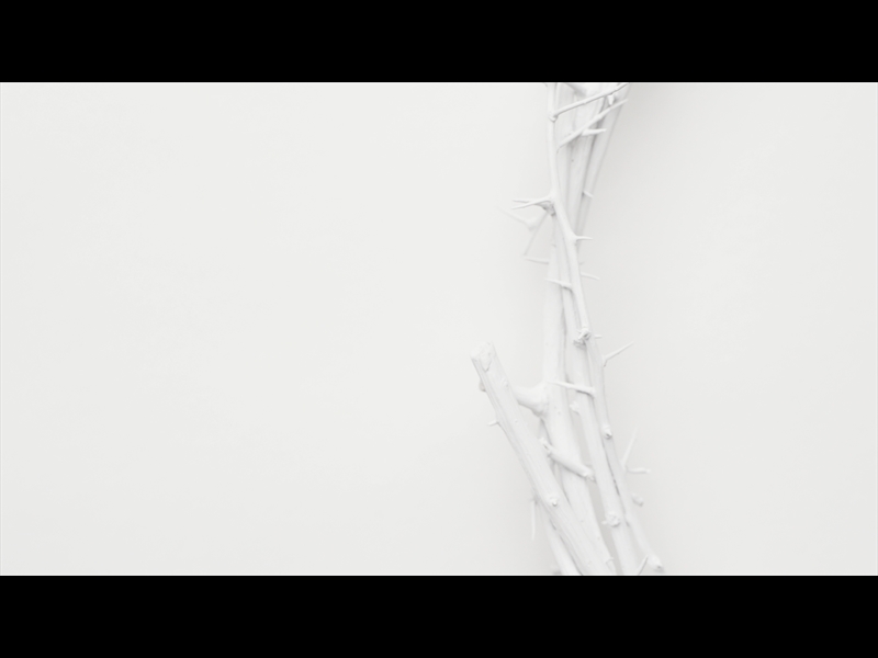 CROWN OF THORNS WHITE 11