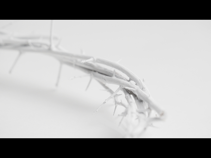 CROWN OF THORNS WHITE 16