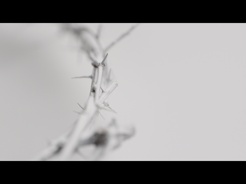 CROWN OF THORNS WHITE 2