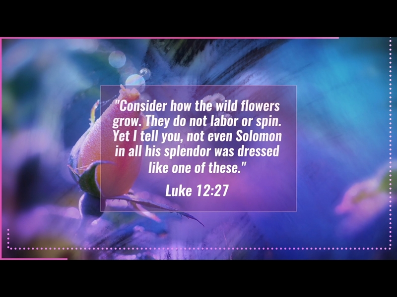 CONSIDER THE FLOWERS LOOP