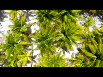 PALM TREES BIRD'S EYE